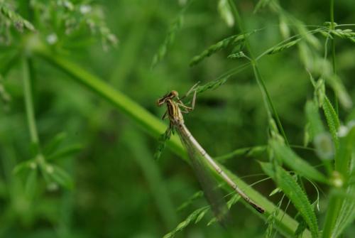 Platycnemis pennipes