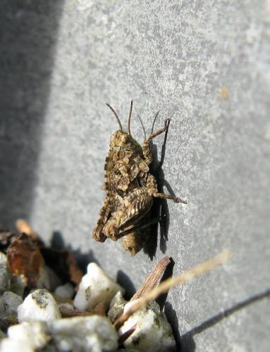 Tetrix sp.