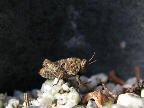 Tetrix sp.