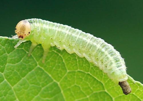 Arge ustulata