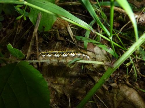 Réf. 140 277 : Euthrix potatoria