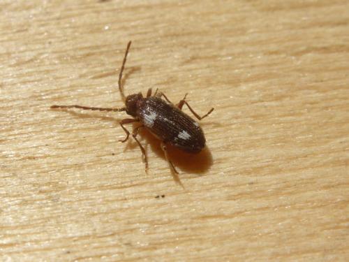 Réf. 140 027 : Ptinus sexpunctatus