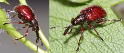 Tatianaerhynchites aequatus