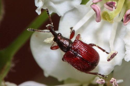 Tatianaerhynchites aequatus