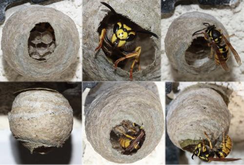 Vespula germanica