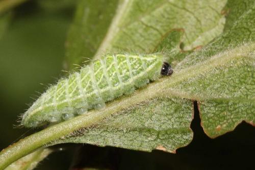 Thecla betulae