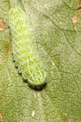 Thecla betulae