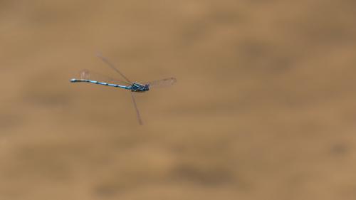 Erythromma lindenii