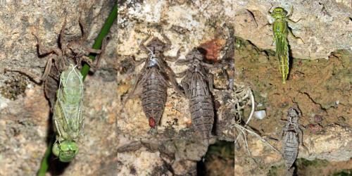 Gomphus pulchellus