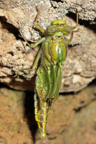 Gomphus pulchellus