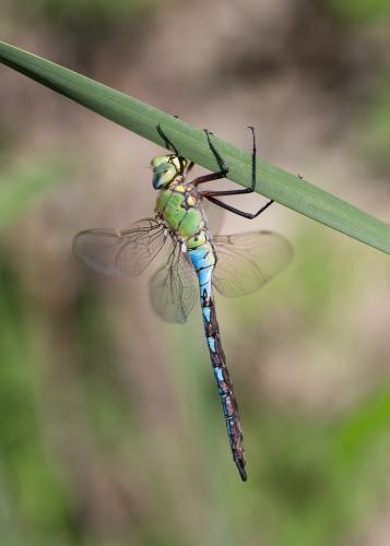 Réf. 140 964 : Anax imperator