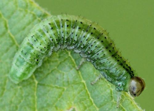 Arge ustulata