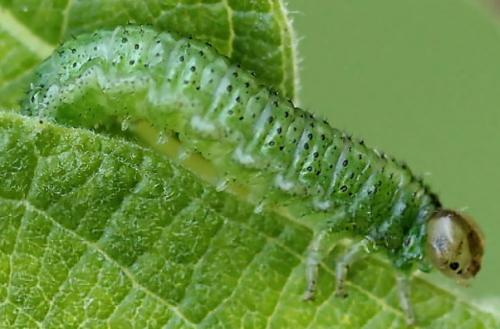 Arge ustulata