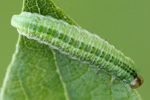 Arge ustulata