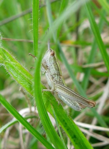 Réf. 140 925 : Gomphocerinae inconnu