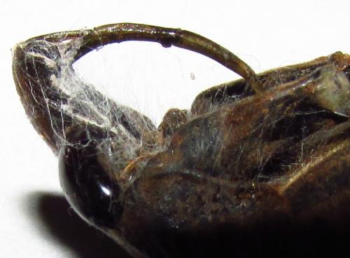 Belostoma sp.