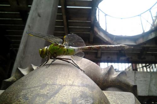 Anax imperator