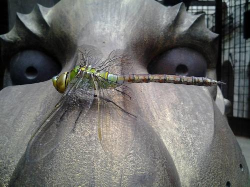 Anax imperator