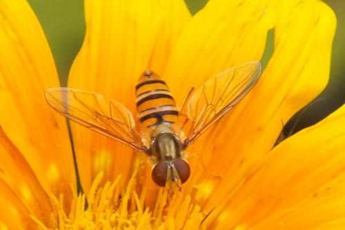 Episyrphus balteatus