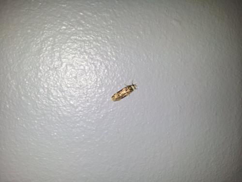 Réf. 140 005 : Endrosis sarcitrella