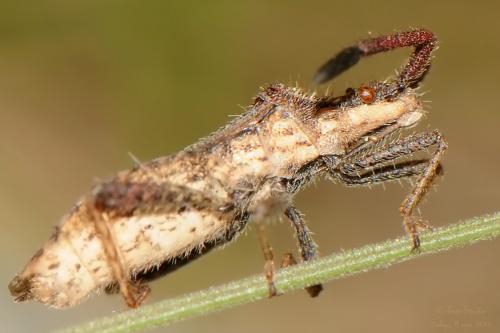 Coriomeris affinis