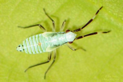 Réf. 140 324 : Cyllecoris histrionius