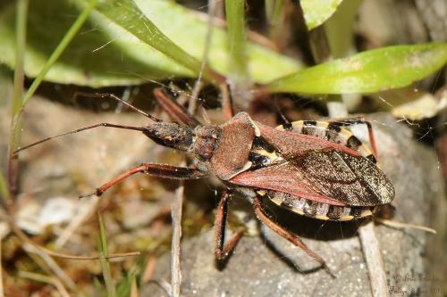 Réf. 140 490 : Rhynocoris erythropus