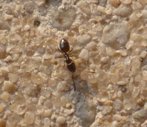 Plagiolepis sp.