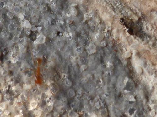 Plagiolepis sp.