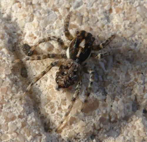 Menemerus semilimbatus