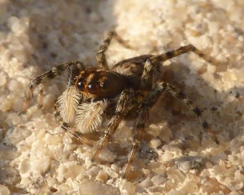 Menemerus semilimbatus