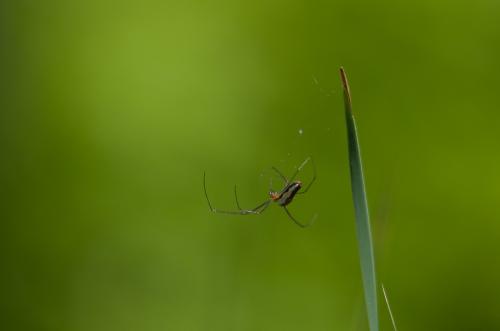 Tetragnatha sp.