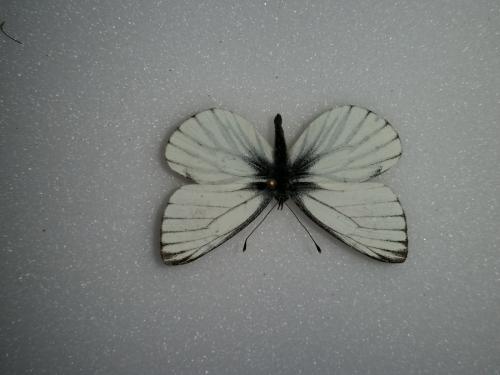 Pieris napi