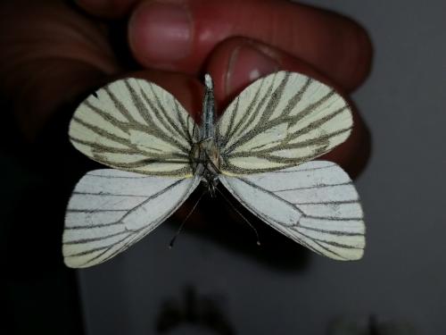 Pieris napi