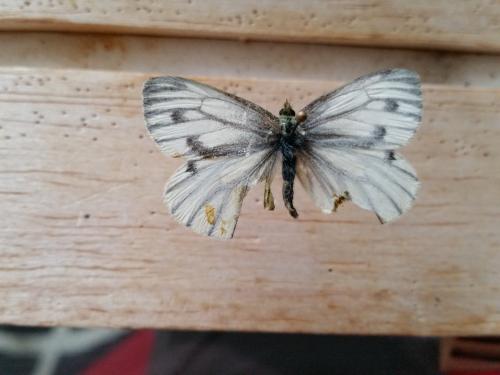 Pieris napi