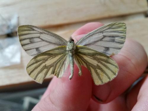 Pieris napi