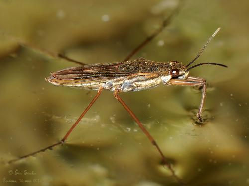 Réf. 140 688 : Gerris sp.