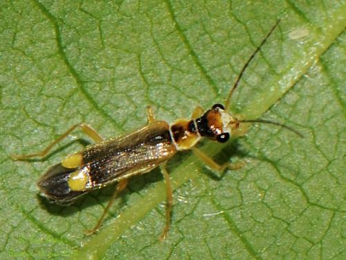 Malthinus seriepunctatus