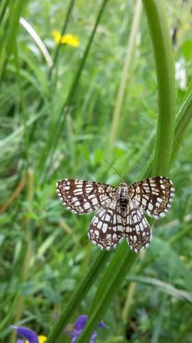 Chiasmia clathrata