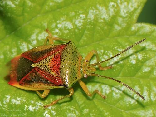 Réf. 140 940 : Elasmostethus interstinctus