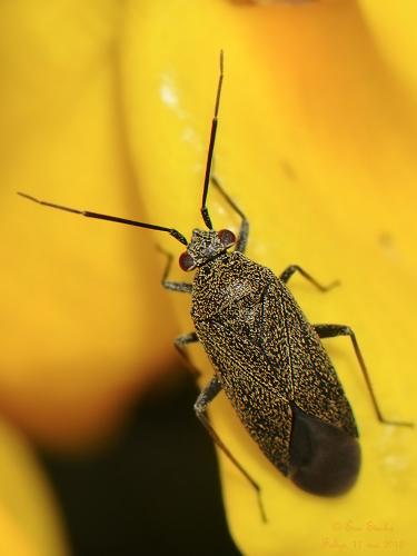 Réf. 140 792 : Heterocordylus tibialis