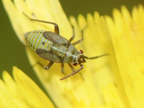 Réf. 140 780 : Hoplomachus thunbergii