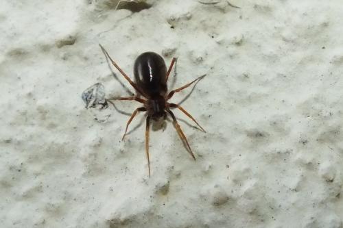 Zodarion sp.