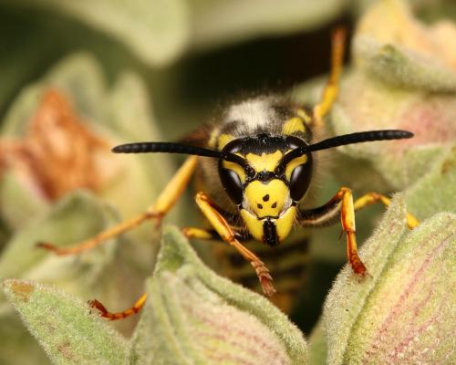 Vespula germanica