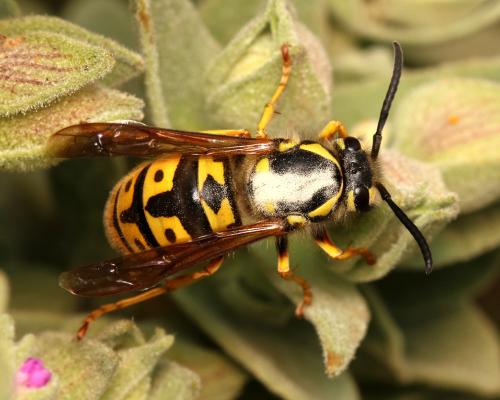 Vespula germanica