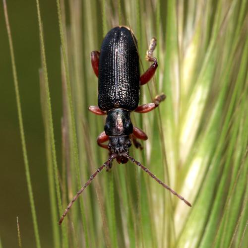 Plateumaris braccata