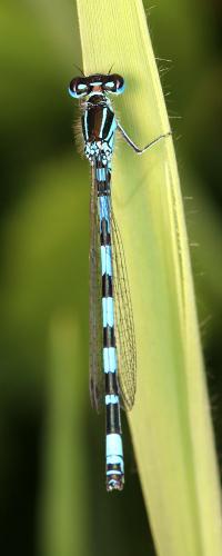Réf. 140 680 : Coenagrion mercuriale