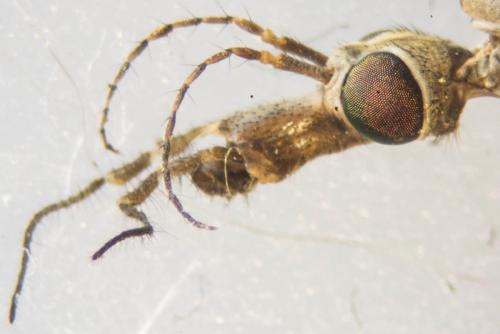 Réf. 140 021 : Tipula selene