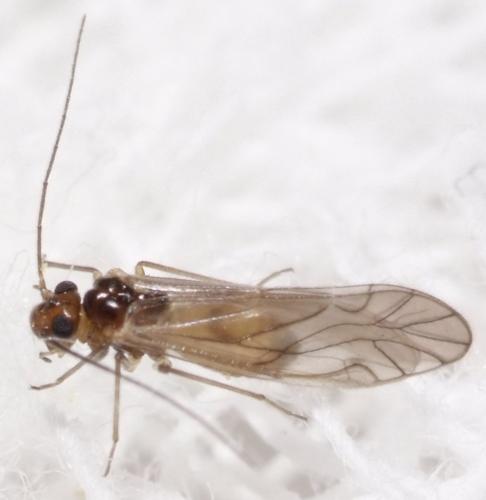 Valenzuela corsicus