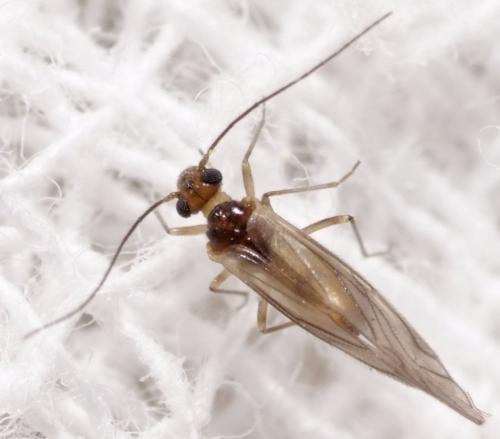 Valenzuela corsicus